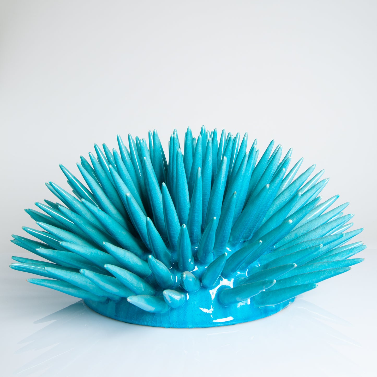 Sea urchin