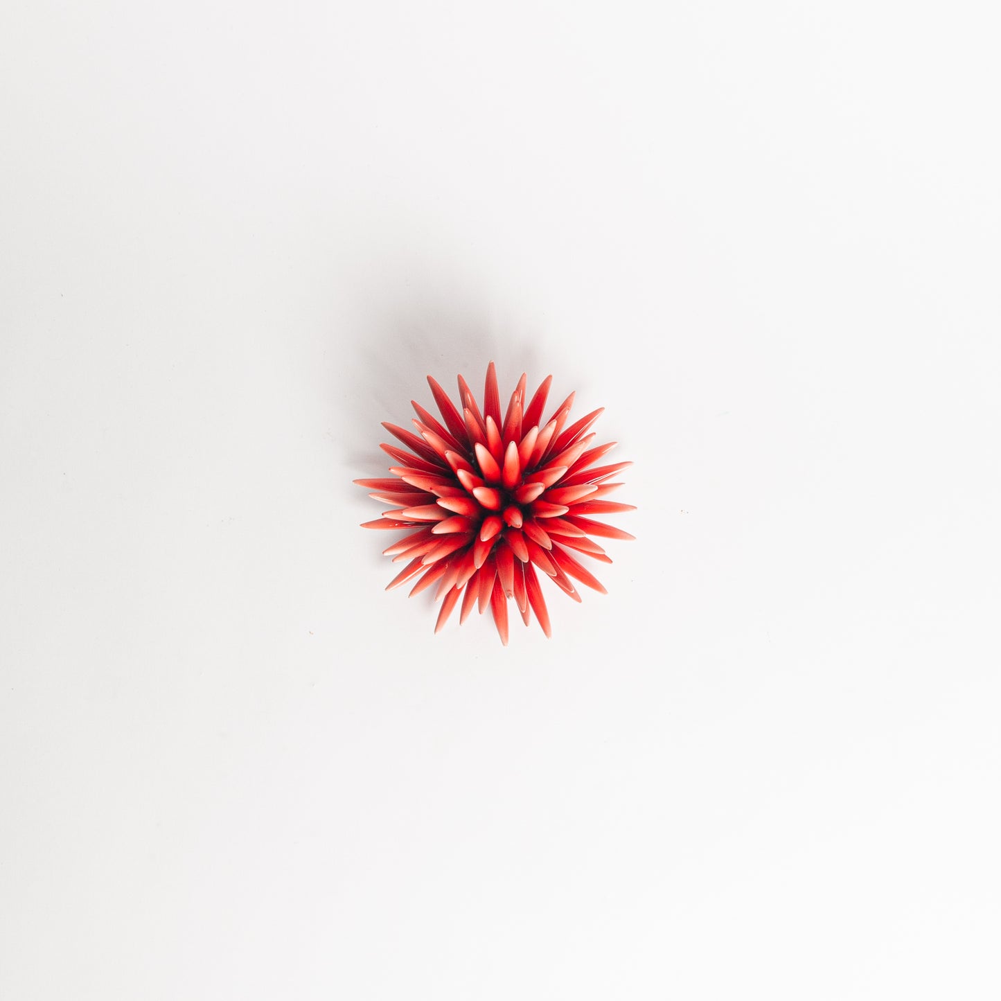 Sea urchin