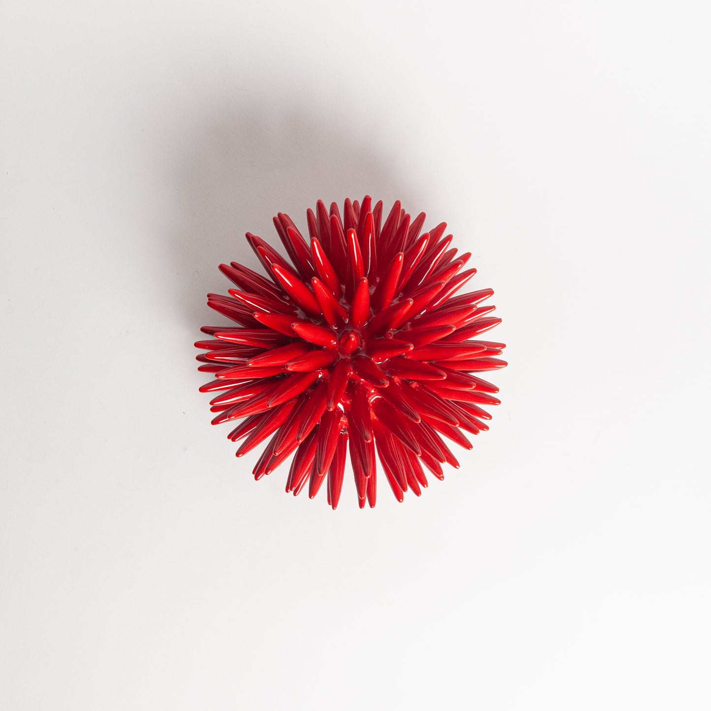 Sea urchin