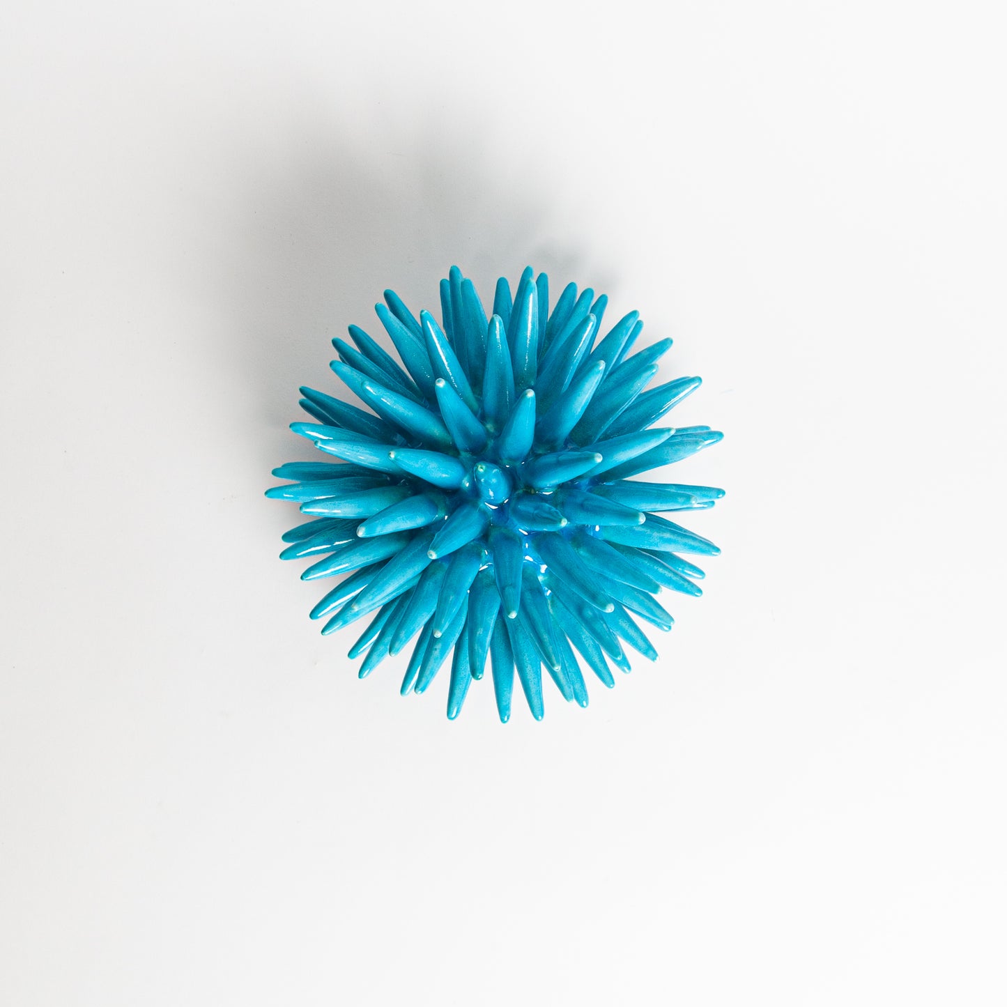 Sea urchin