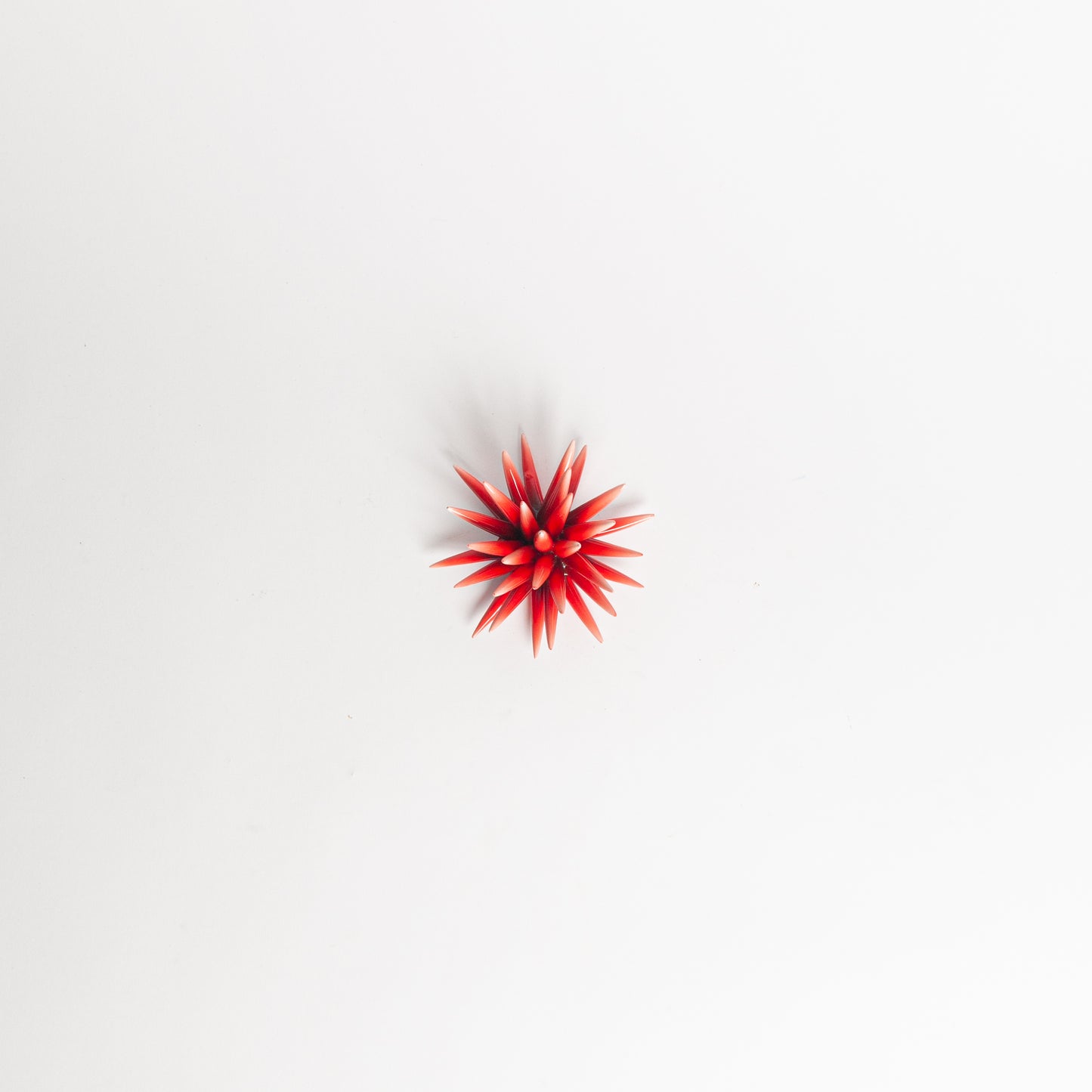 Sea urchin