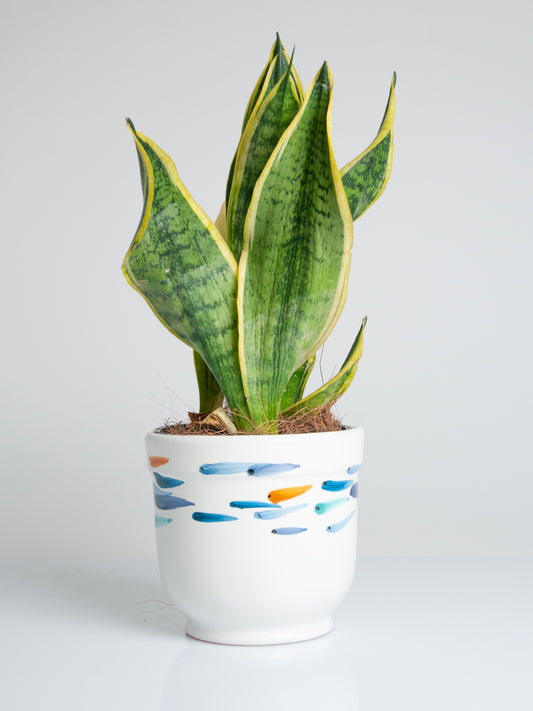 Cicinielli plant vase
