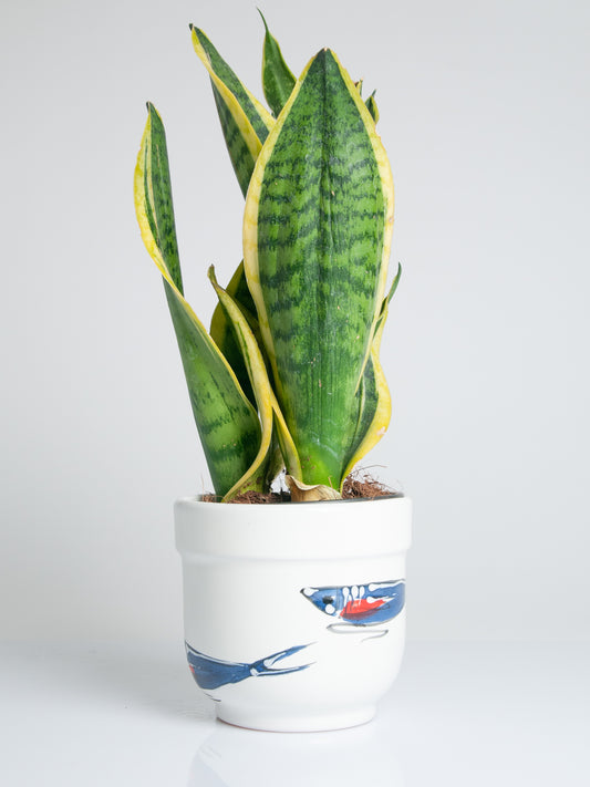 Iscalonga plant vase