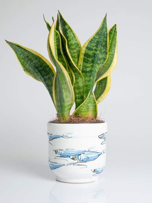 Anchovies plant vase