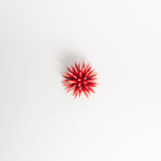 Riccio rosso